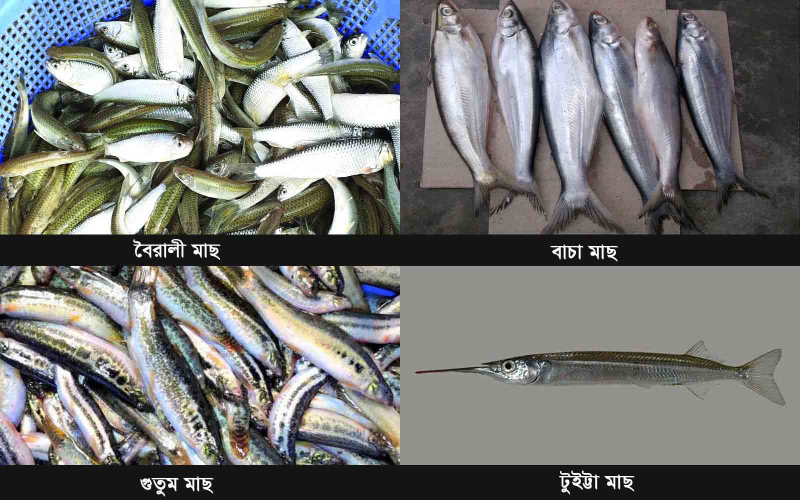 Native species of fish-1
