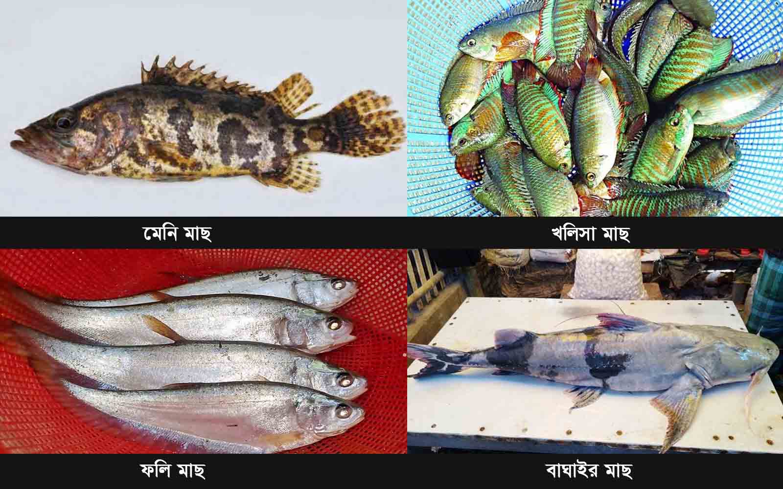 Native species of fish-2