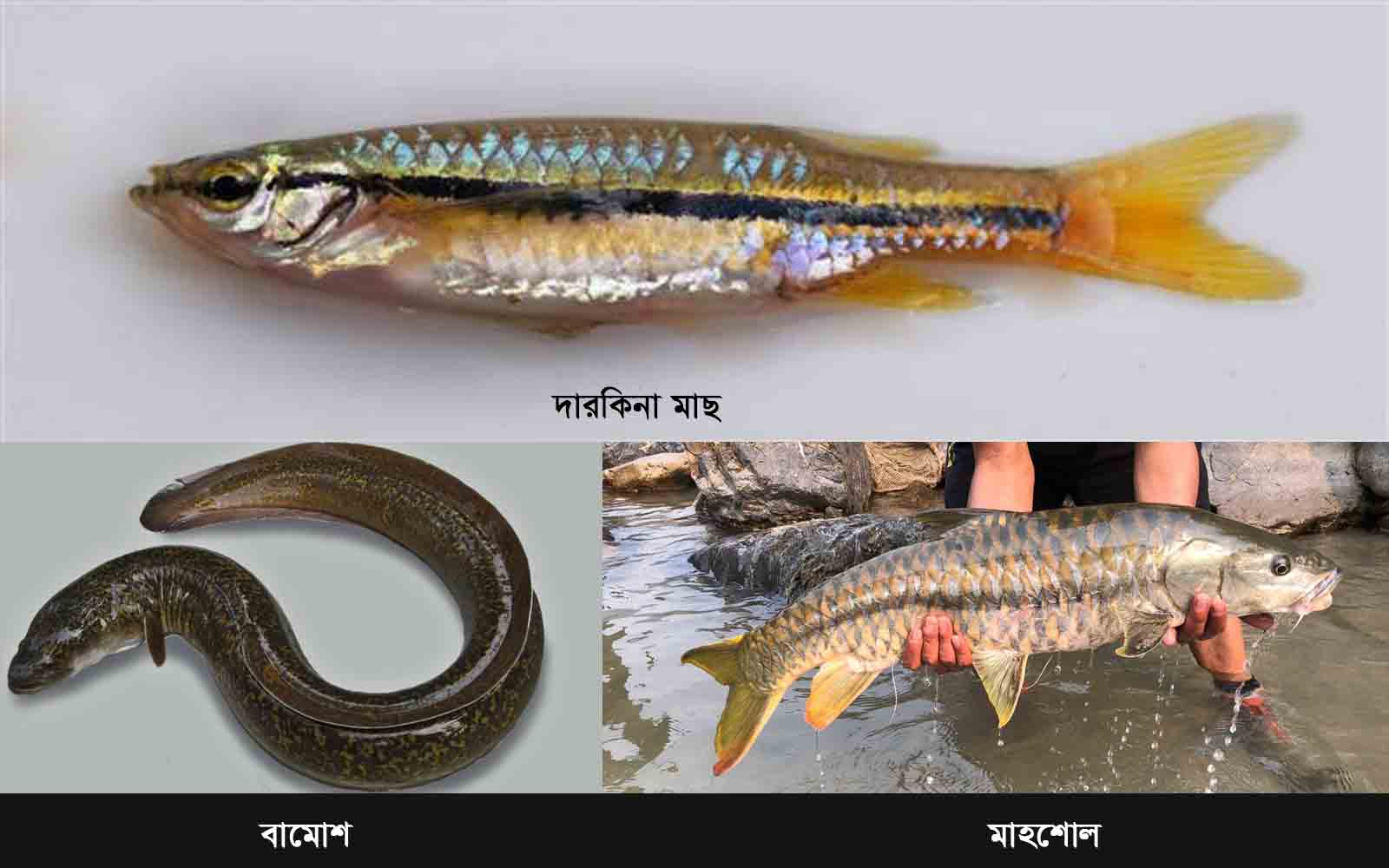 Native species of fish-3