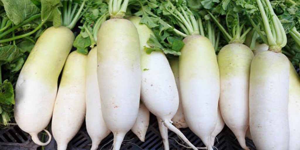 মূলা: Winter vegetables-lauWinter vegetables-Radish