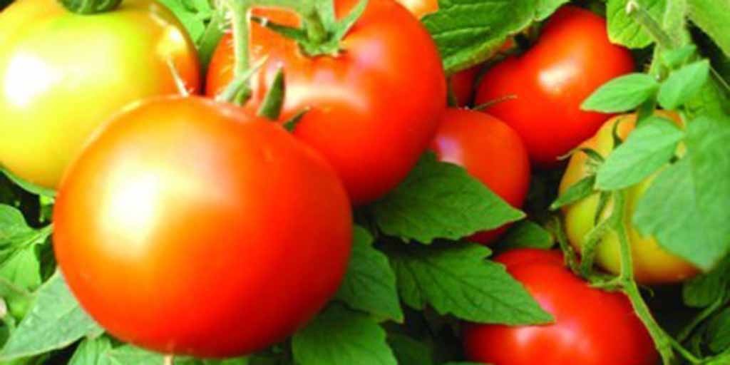 টমেটোঃ Winter vegetables-gajor-tomato